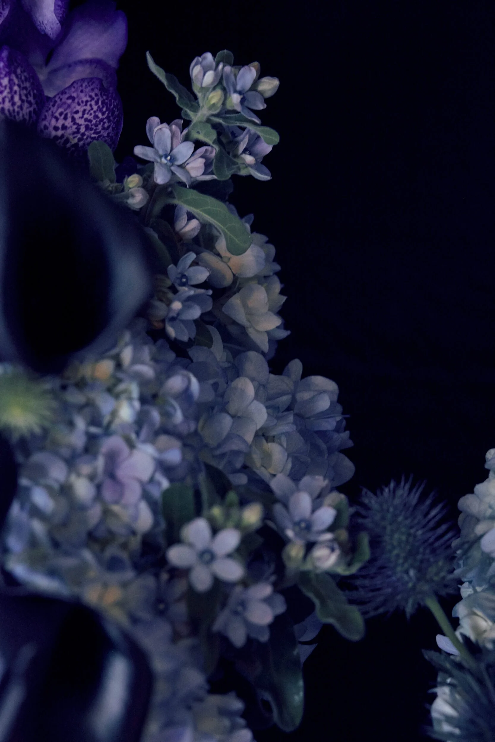 2026013_LA TULIPANA_ANITA GARCIA1979.jpg