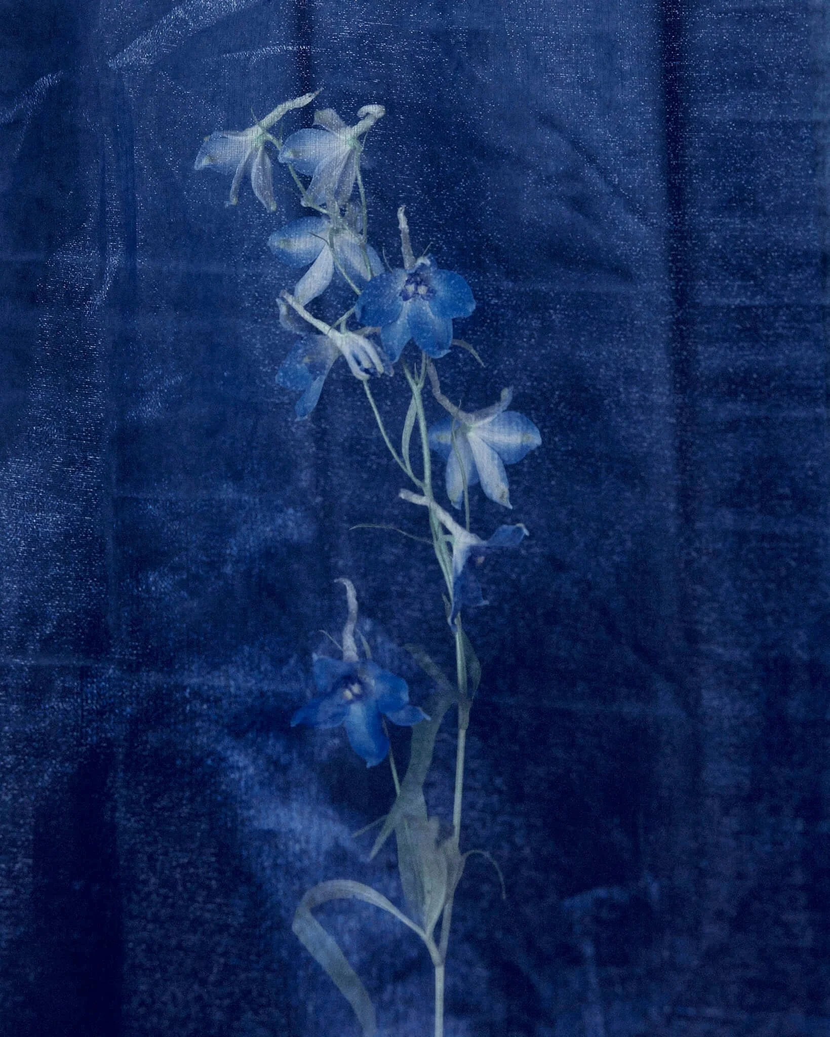 2026013_LA TULIPANA_ANITA GARCIA1431 1.jpg