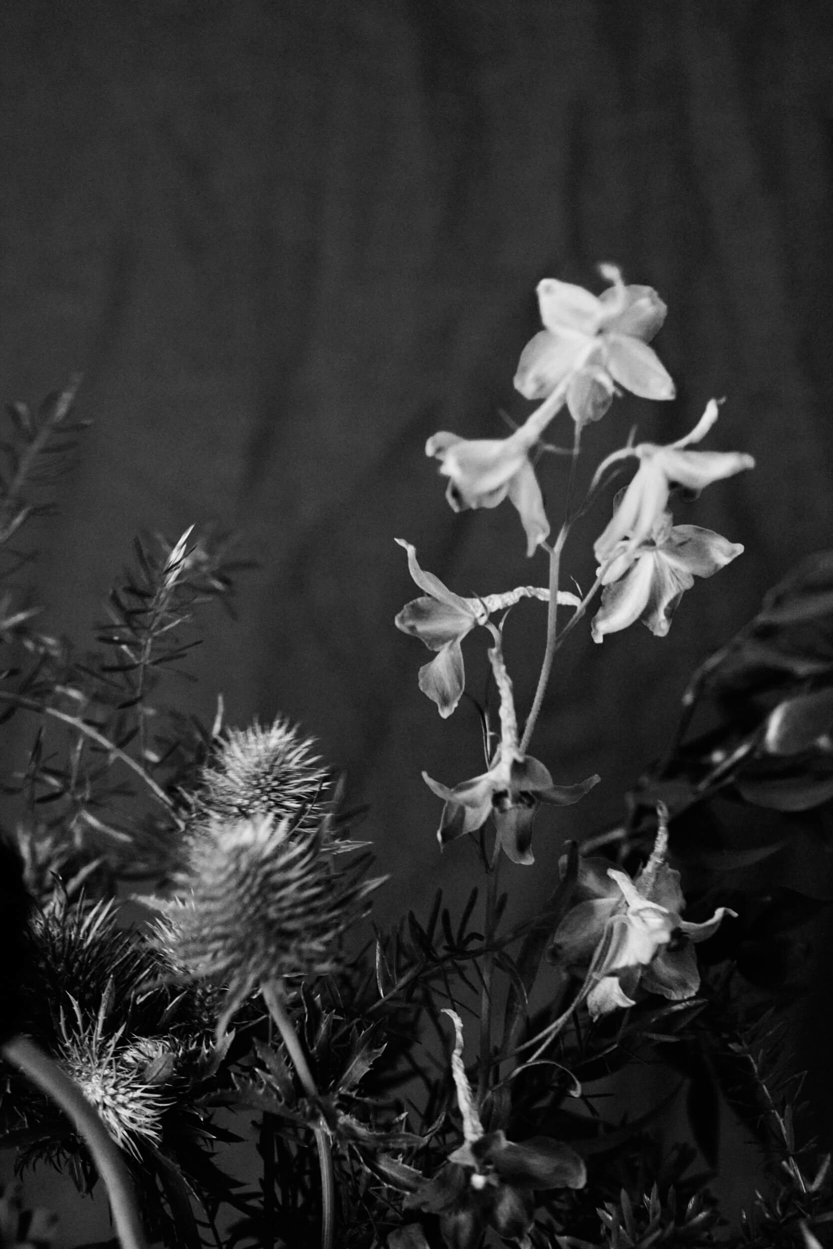 2026013_LA TULIPANA_ANITA GARCIA1312 1.jpg