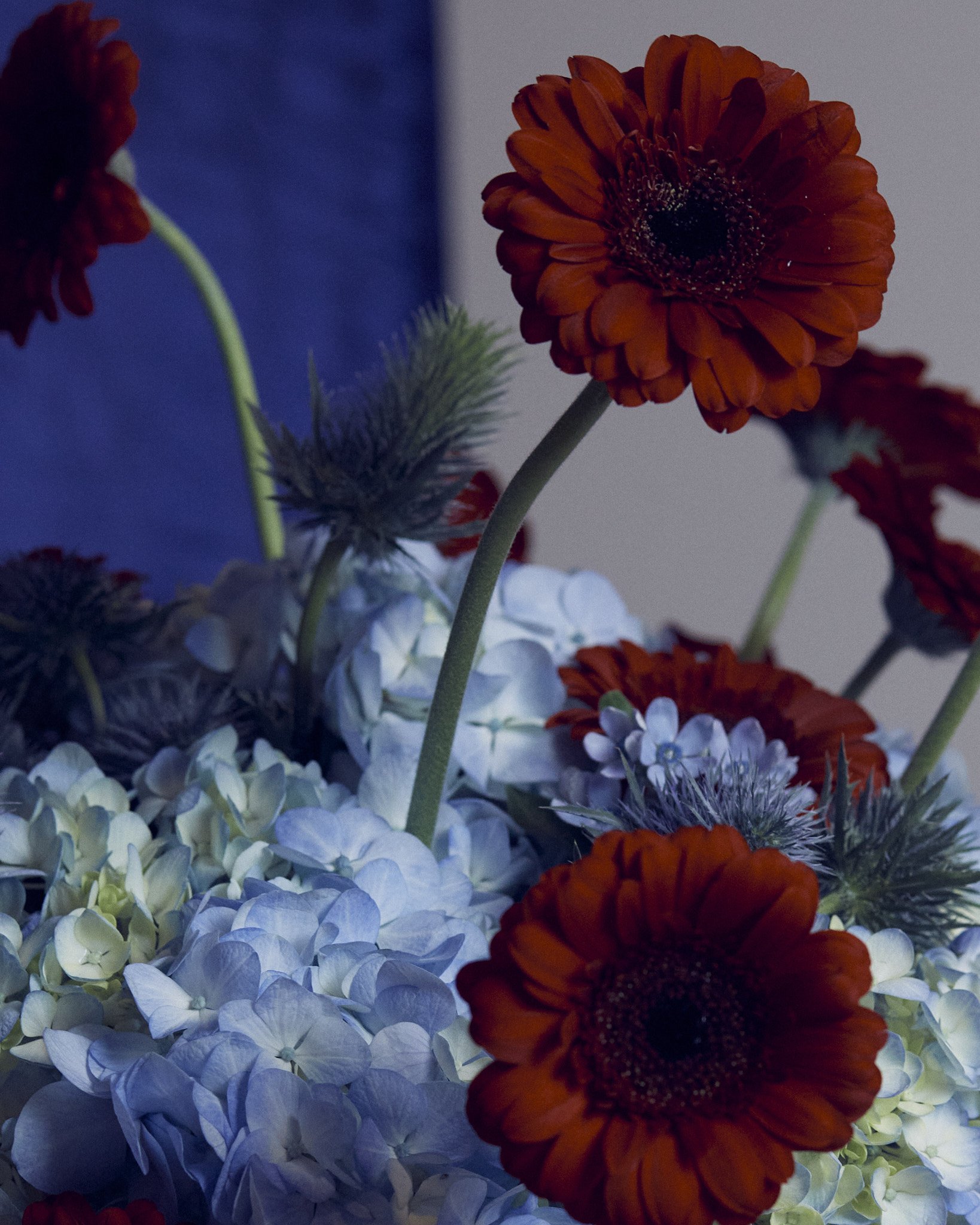 2026013_LA TULIPANA_ANITA GARCIA1866.jpg