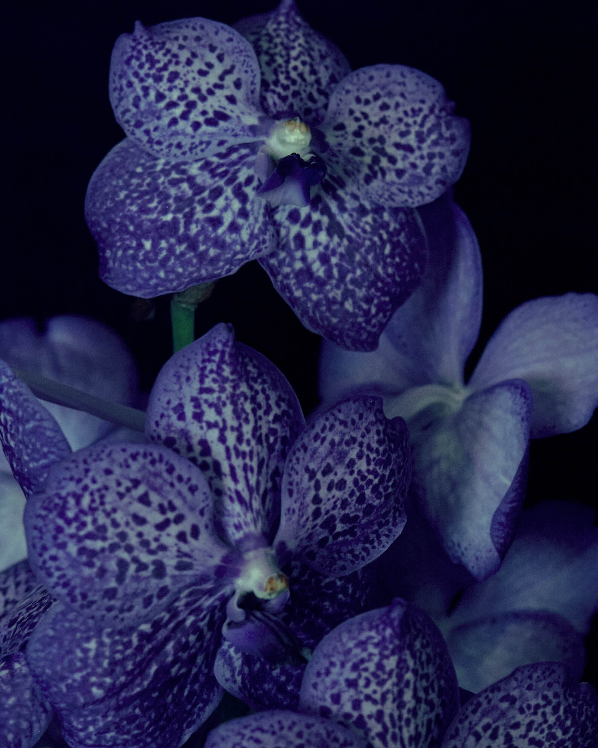 2026013_LA TULIPANA_ANITA GARCIA1977.jpg