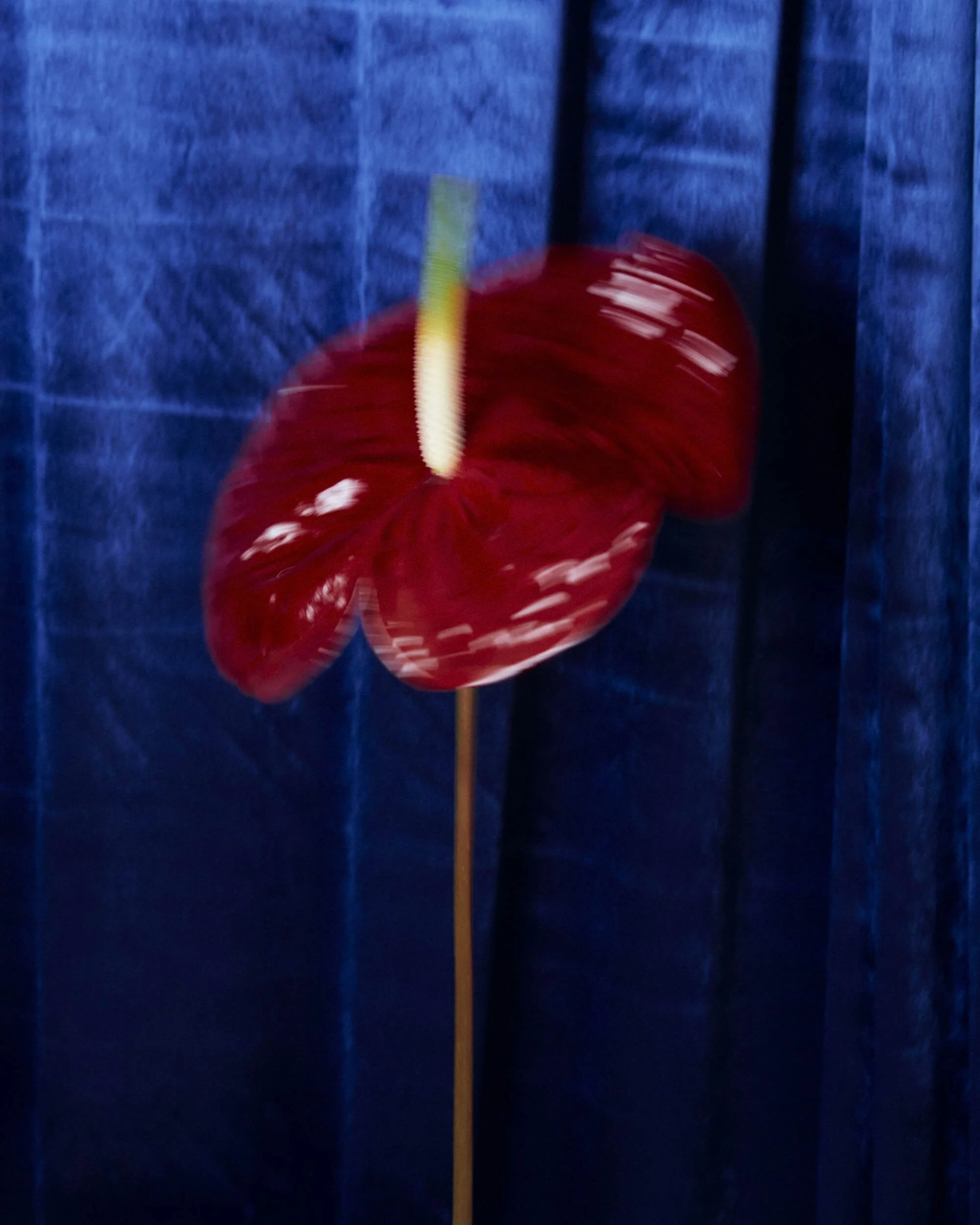 2026013_LA TULIPANA_ANITA GARCIA1503.jpg