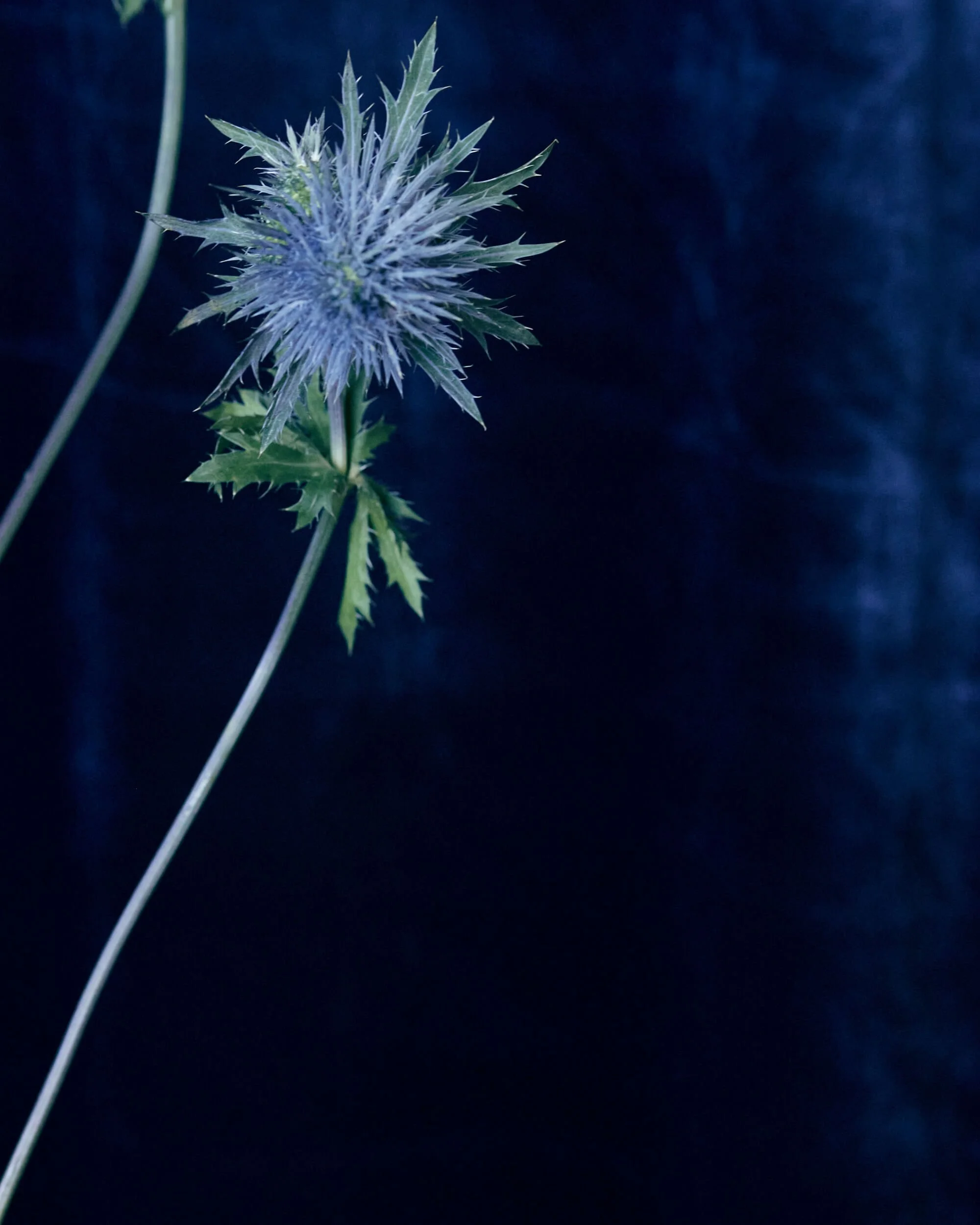 2026013_LA TULIPANA_ANITA GARCIA1408.jpg