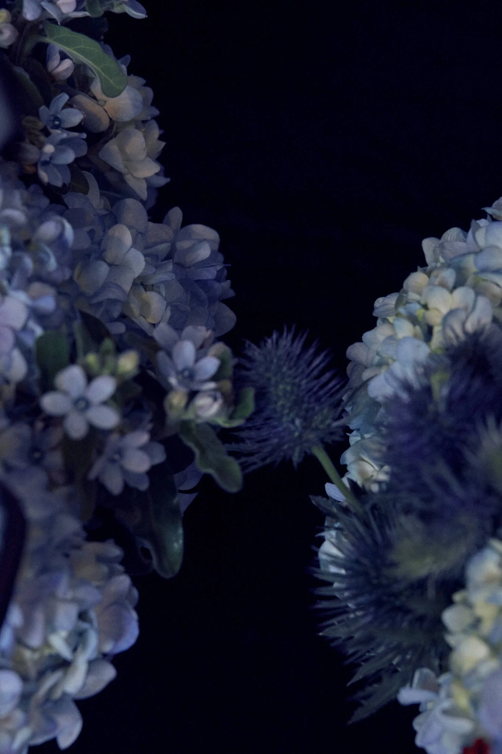 2026013_LA TULIPANA_ANITA GARCIA1980.jpg