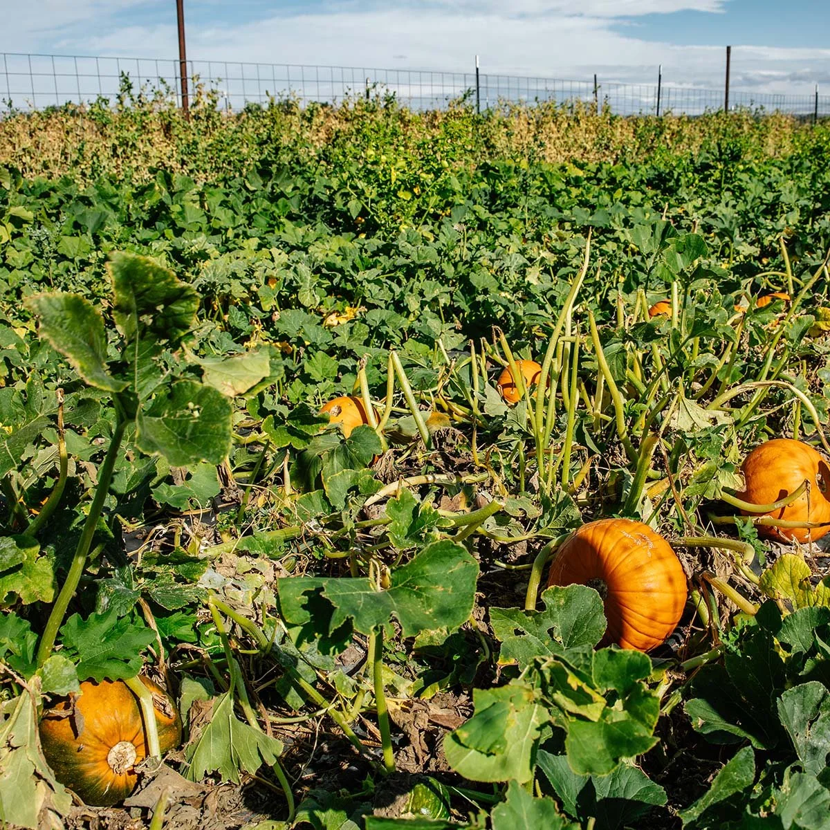 billings-csa-1.jpg