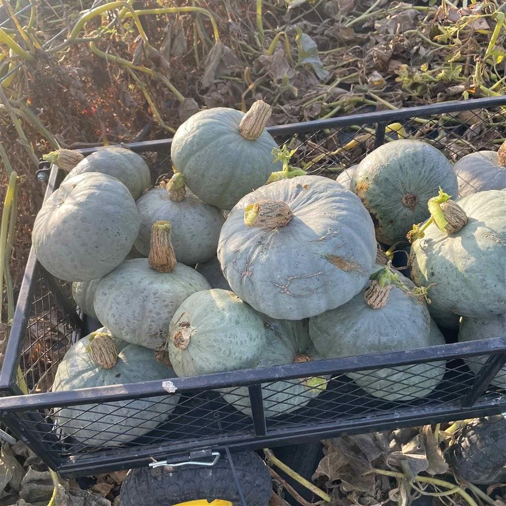 A moment for the fall winter squash and pumpkins....

Rich in vitamin a and oh, so cute displayed in your home until you're ready to cook them up!

@swankyroots406 has got em' on the market in time for spooky celebrations!