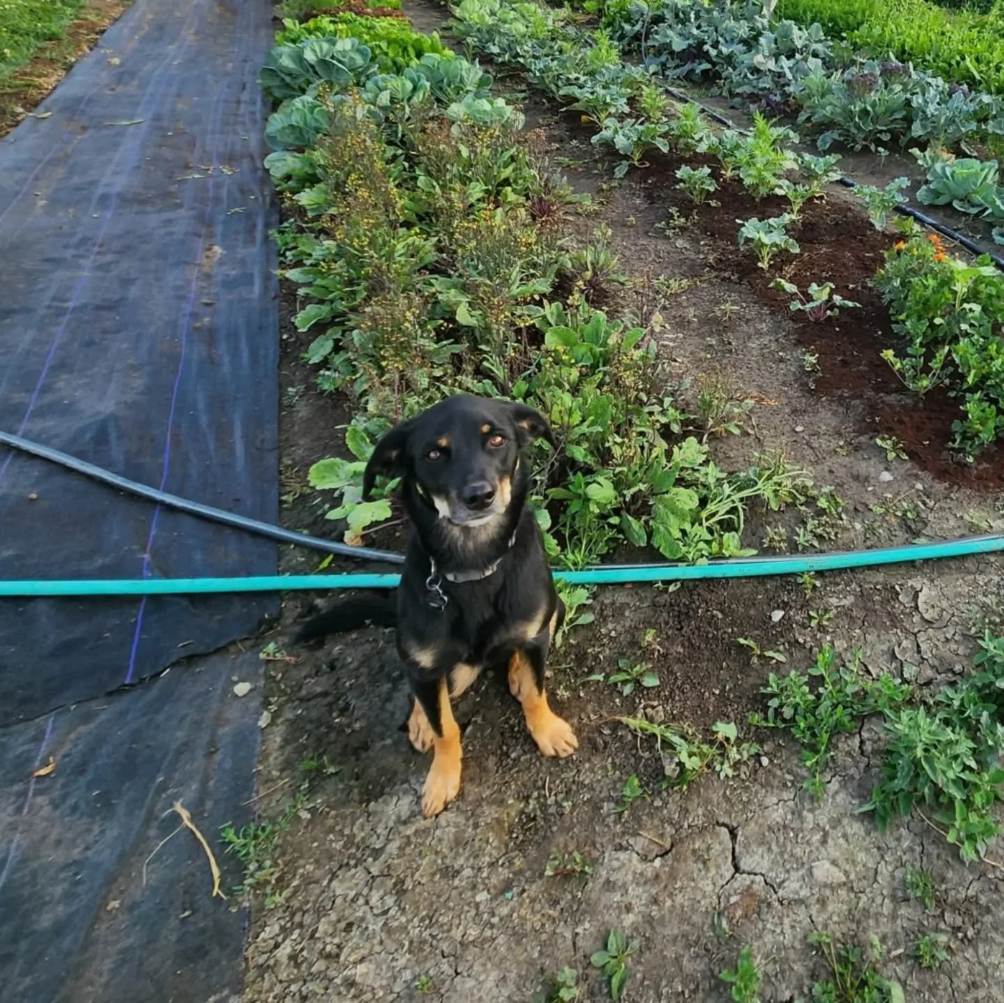 Meet your newest four legged farmer, and owner of Living Soil Farm! 

Just kidding, he's just a farm hand for farmer Cameron Skinner  in Big Timber! This week we have Living Soil's storage onions and potatoes just in time for your St. Patty's corned 