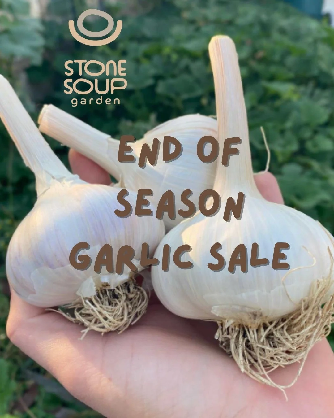 Ward off vampires and cold &amp; flu season 🧄
 Stone Soup garlic is delicious and packs an immune-supporting, anti-inflammatory punch. Stock up while it lasts!