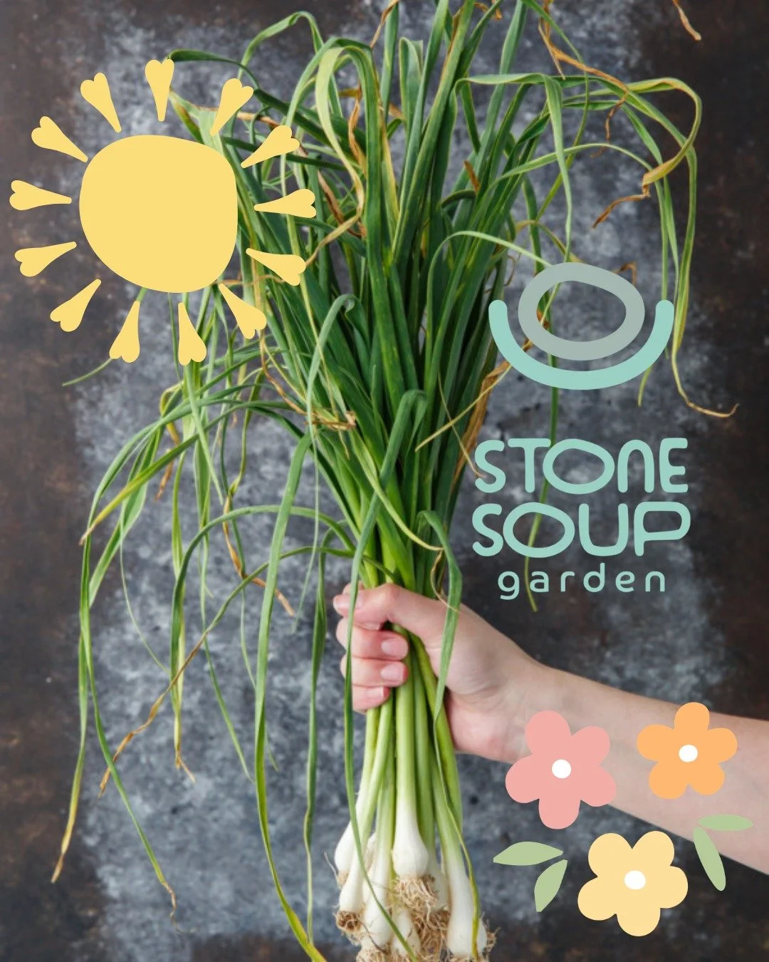 🌸SPRING CROP ALERLT 🌿

Green garlic, also called young garlic or spring garlic, is simply garlic that's harvested before it's fully matured. It has a milder, fresher, and sweeter taste than regular hardnecked garlic bulbs but with the same lovely b