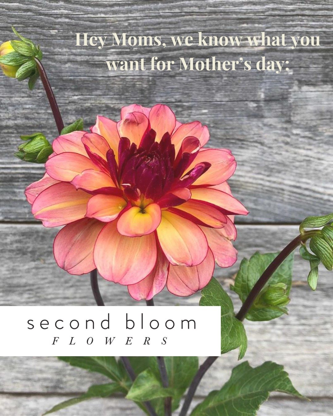 This week is stacked in the best way because we go all out for Mother's Day! 

This week we have so many great specials! 
-Dahlia tubers from @secondbloomflowers 
-Tomato starts from @stonesoupgarden (so many good varieties ready to go)
Mother&rsquo;