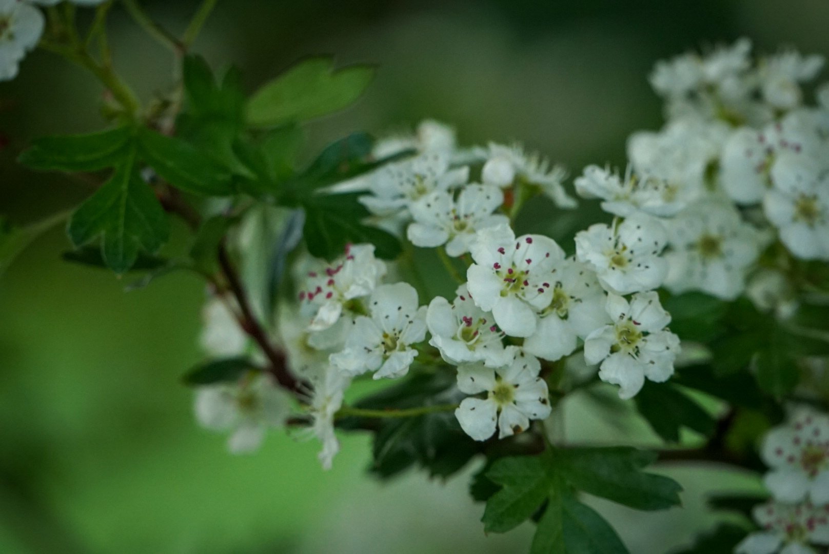 Blossom.jpg