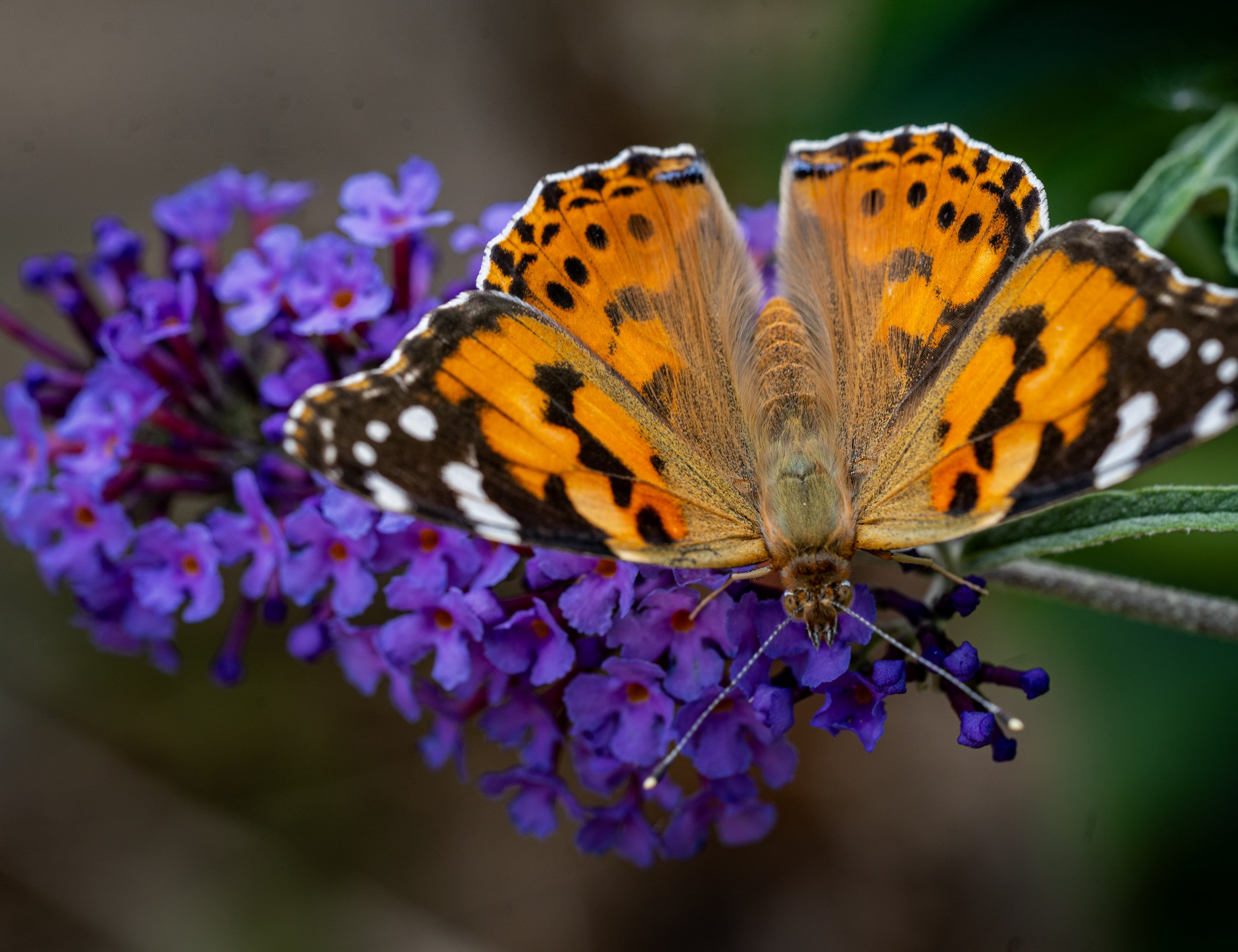 Red admiral on a flower.jpg