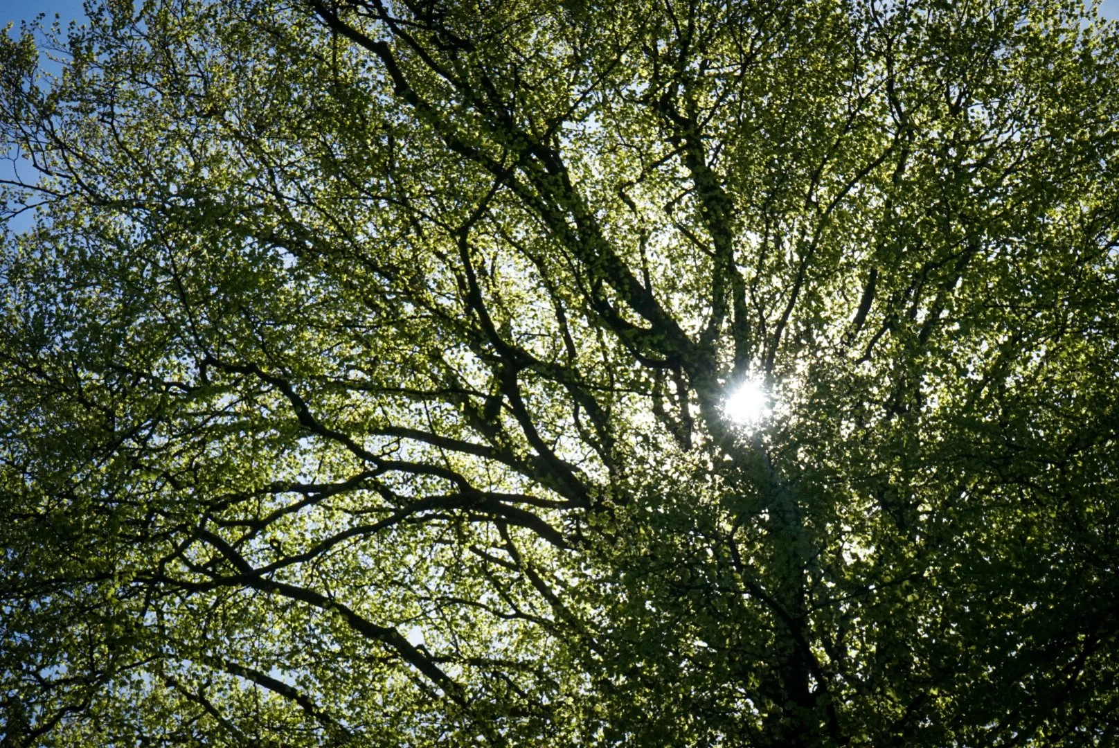 Sun through the leaves.jpg