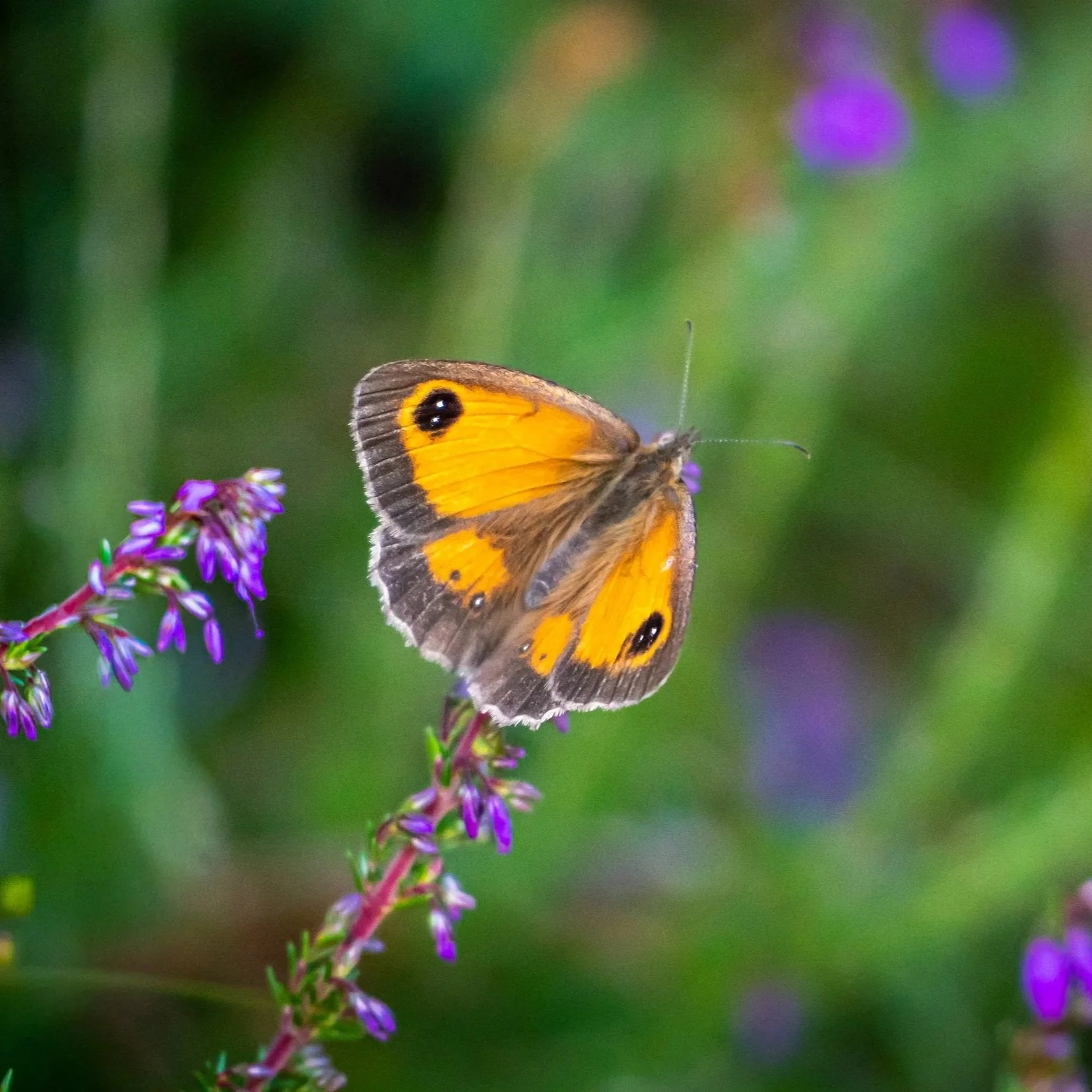 Gatekeeper