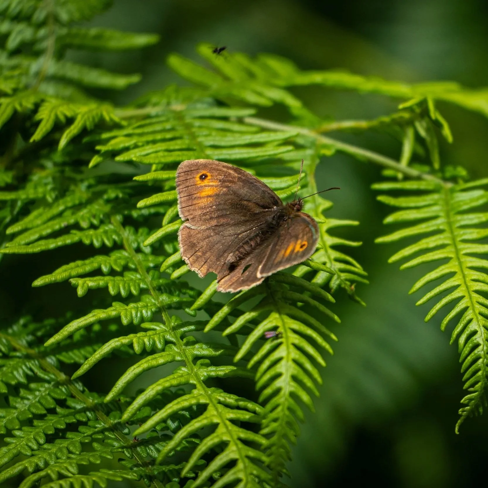 Meadow Brown