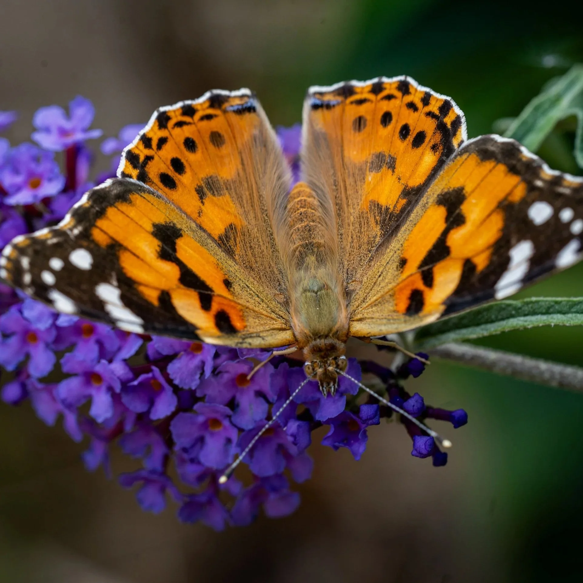 Red Admiral