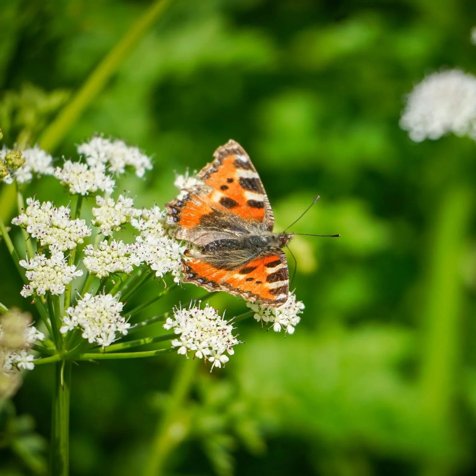 Small Tortoiseshell