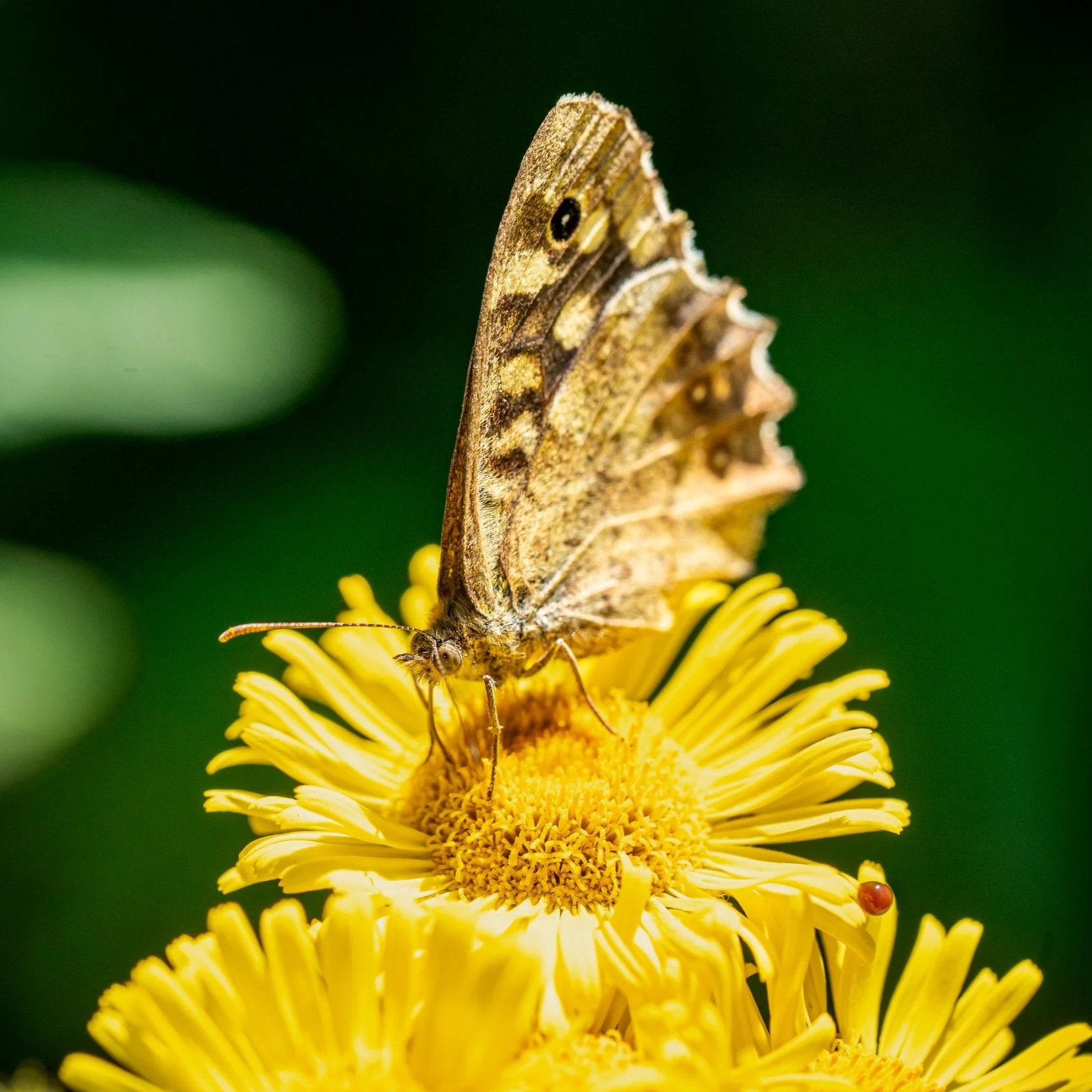 Speckled Wood