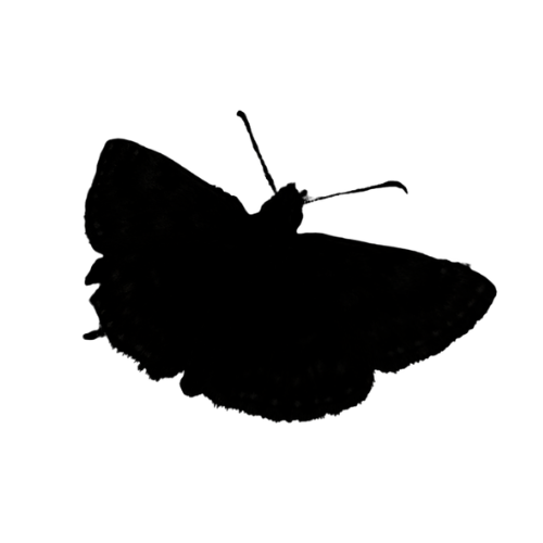 Dingy Skipper