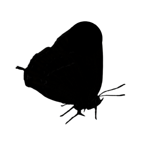 Black Hairstreak