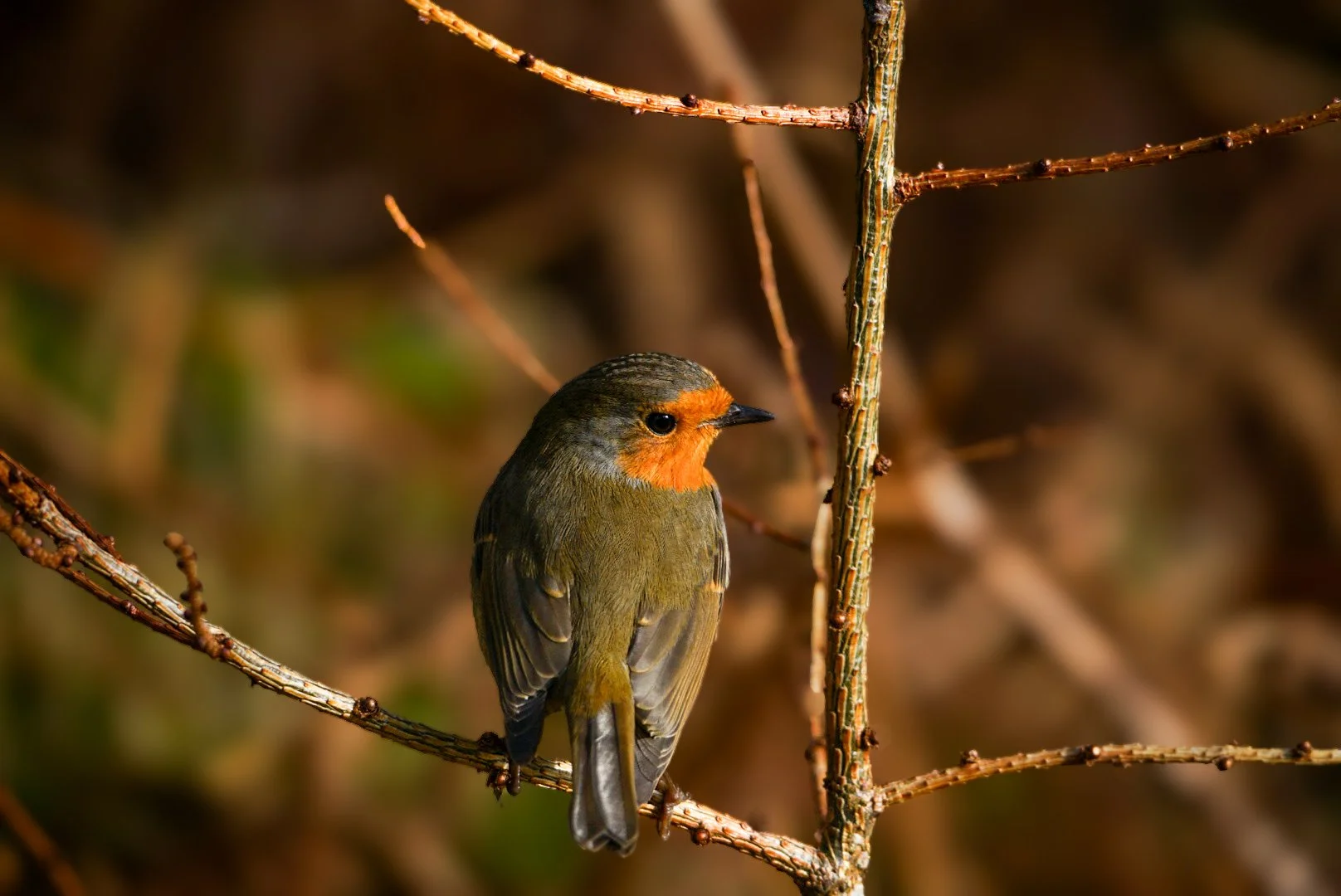 Sunlit feathers.jpg