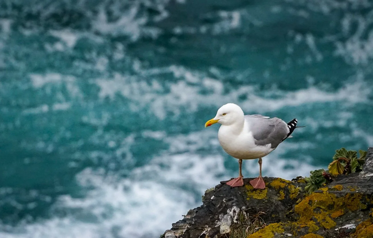 The gull's perch.jpg