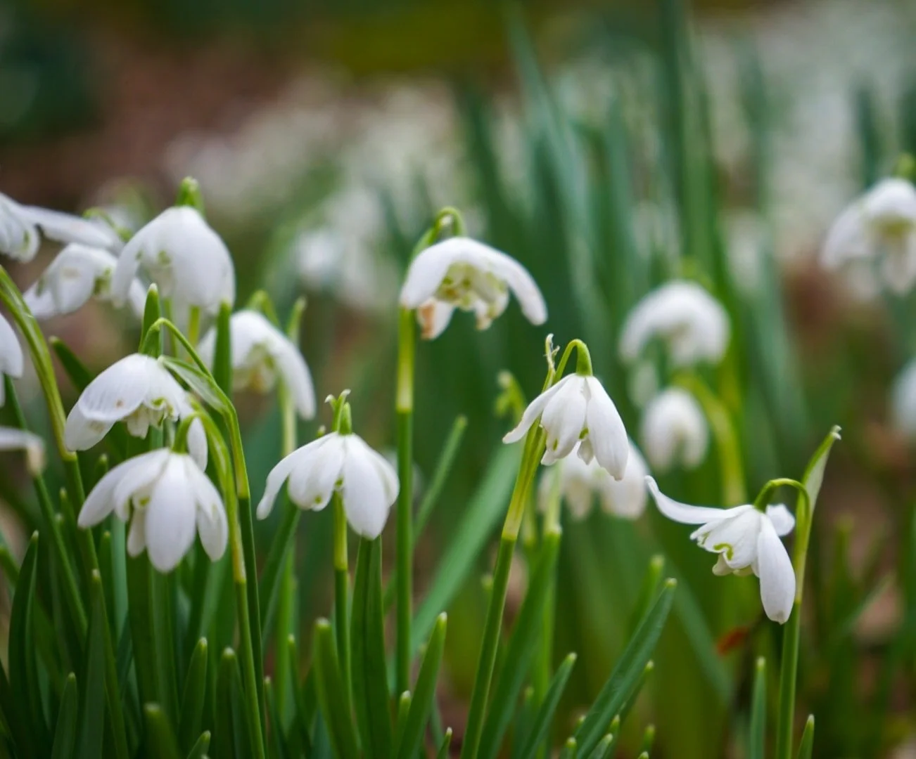 Snowdrops.jpg