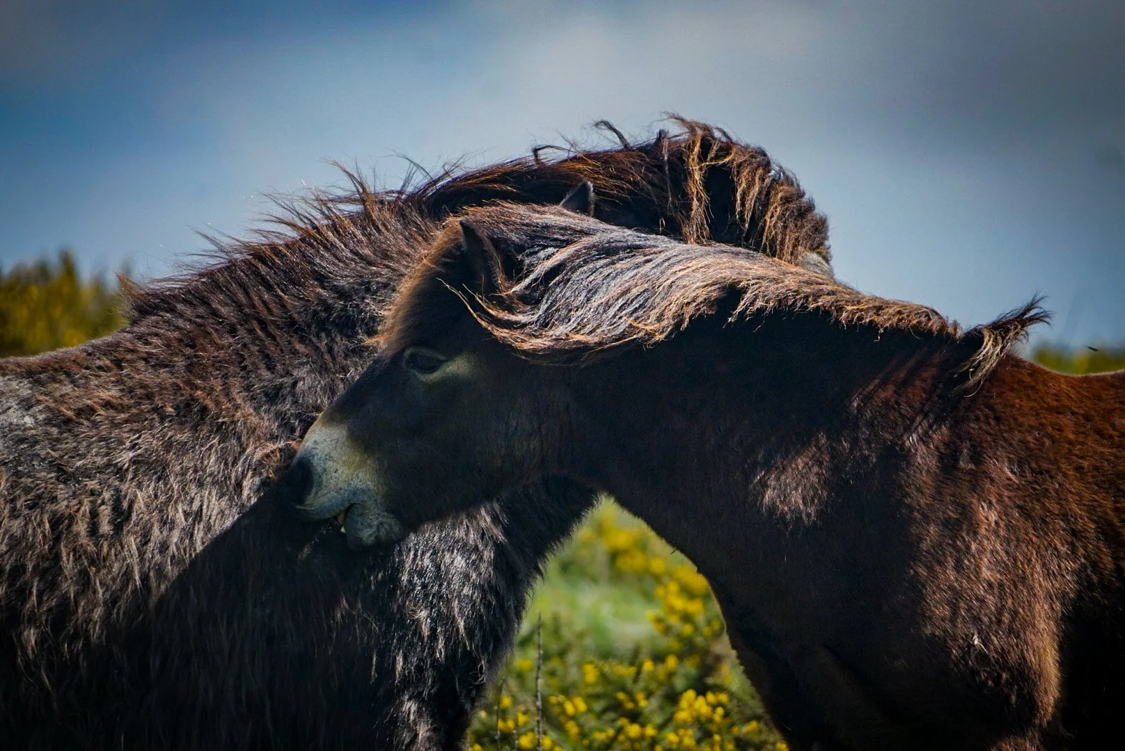 The pony pair.jpg