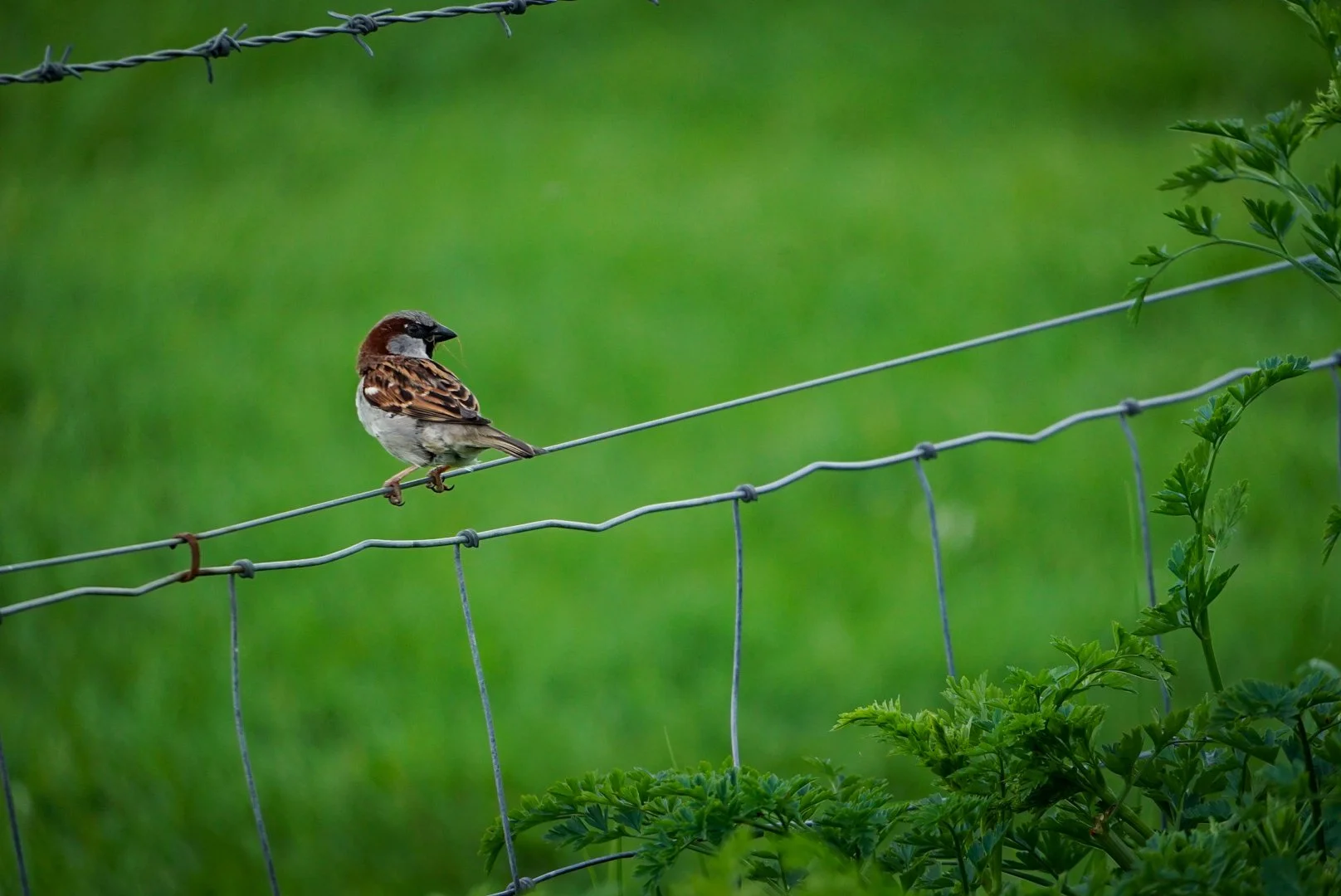 Perched.jpg