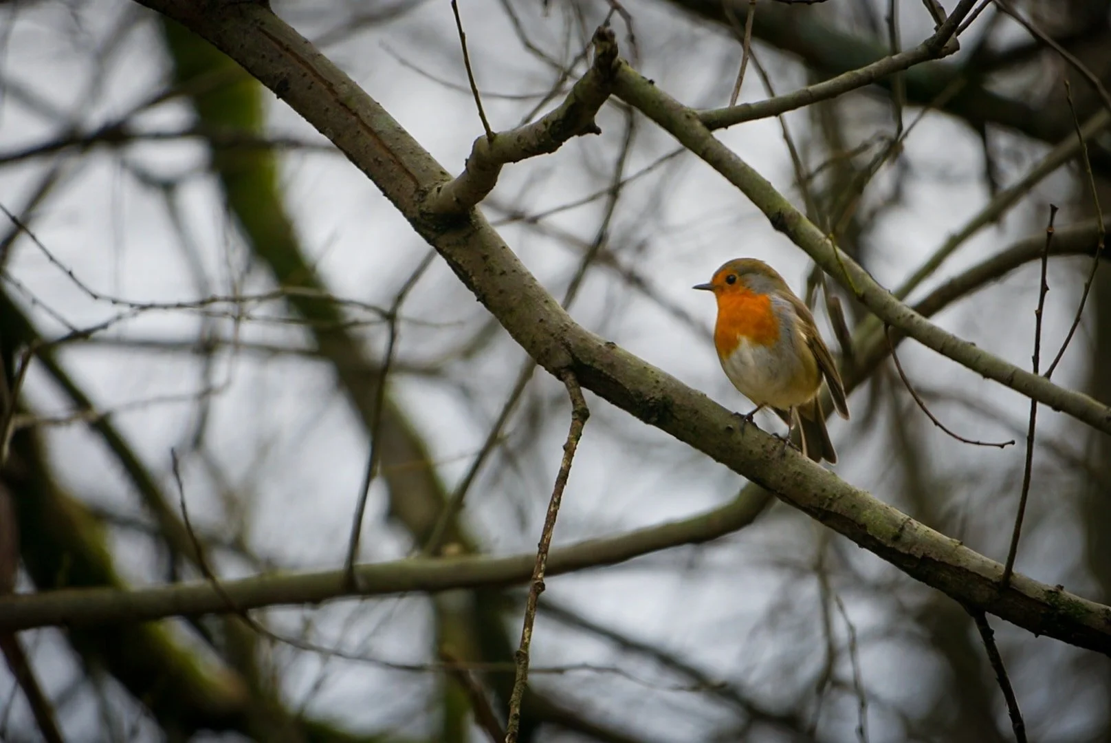 Robin in the branches.jpg