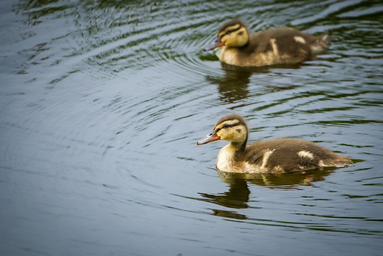 Ducklings!.jpg