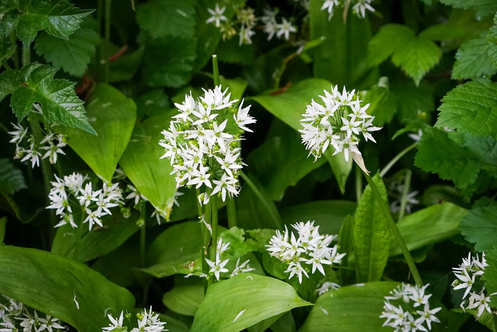 Wild Garlic.jpg