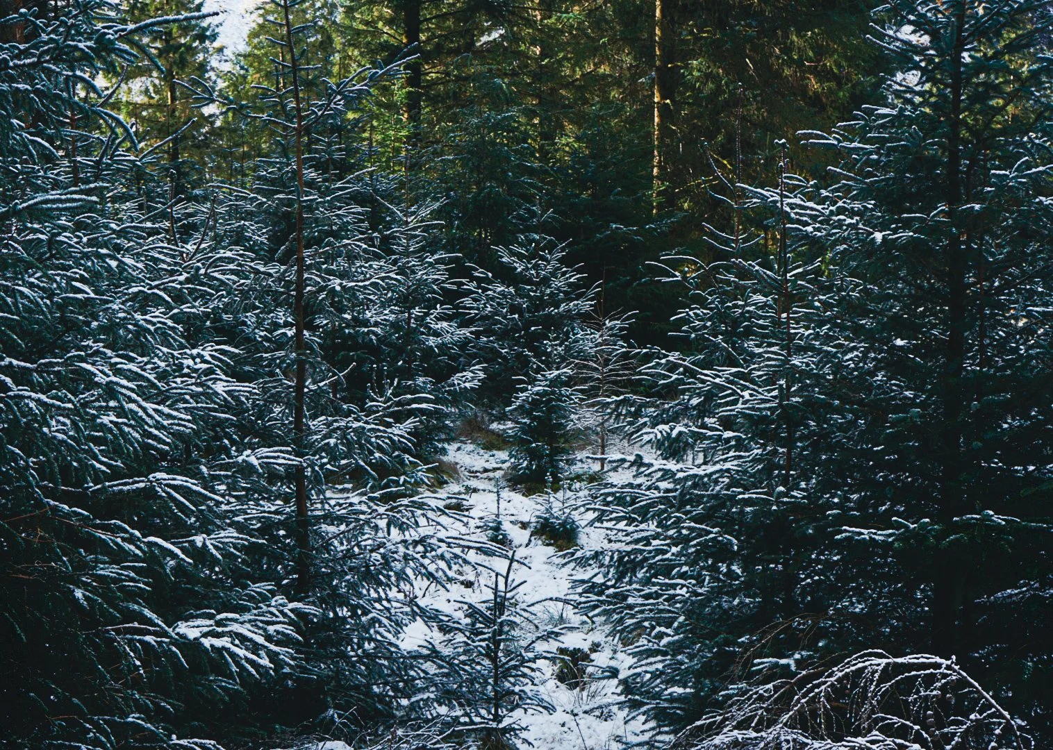 Winter trees.jpg