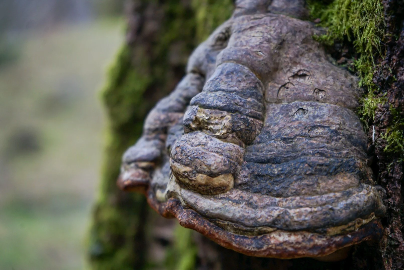 Collosal mushroom.jpg