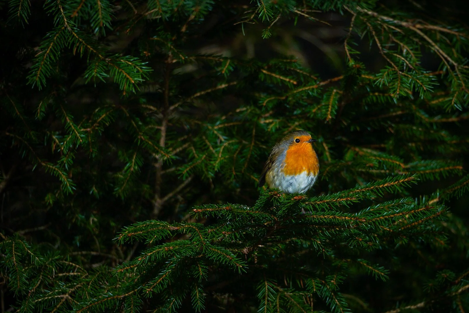 The robin and the spruce.jpg