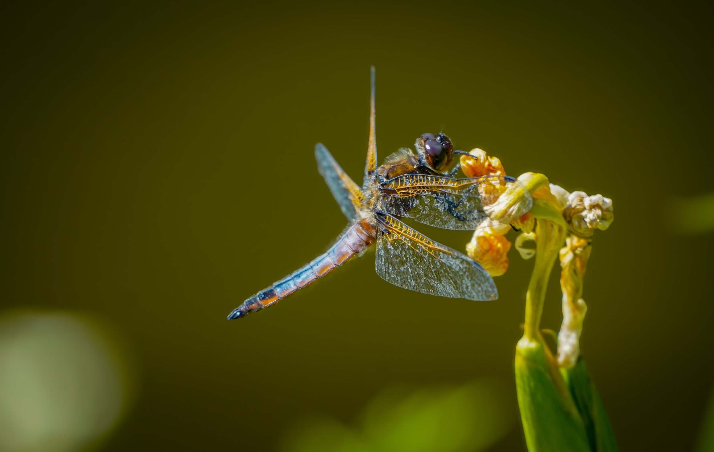 Dragonfly.jpg