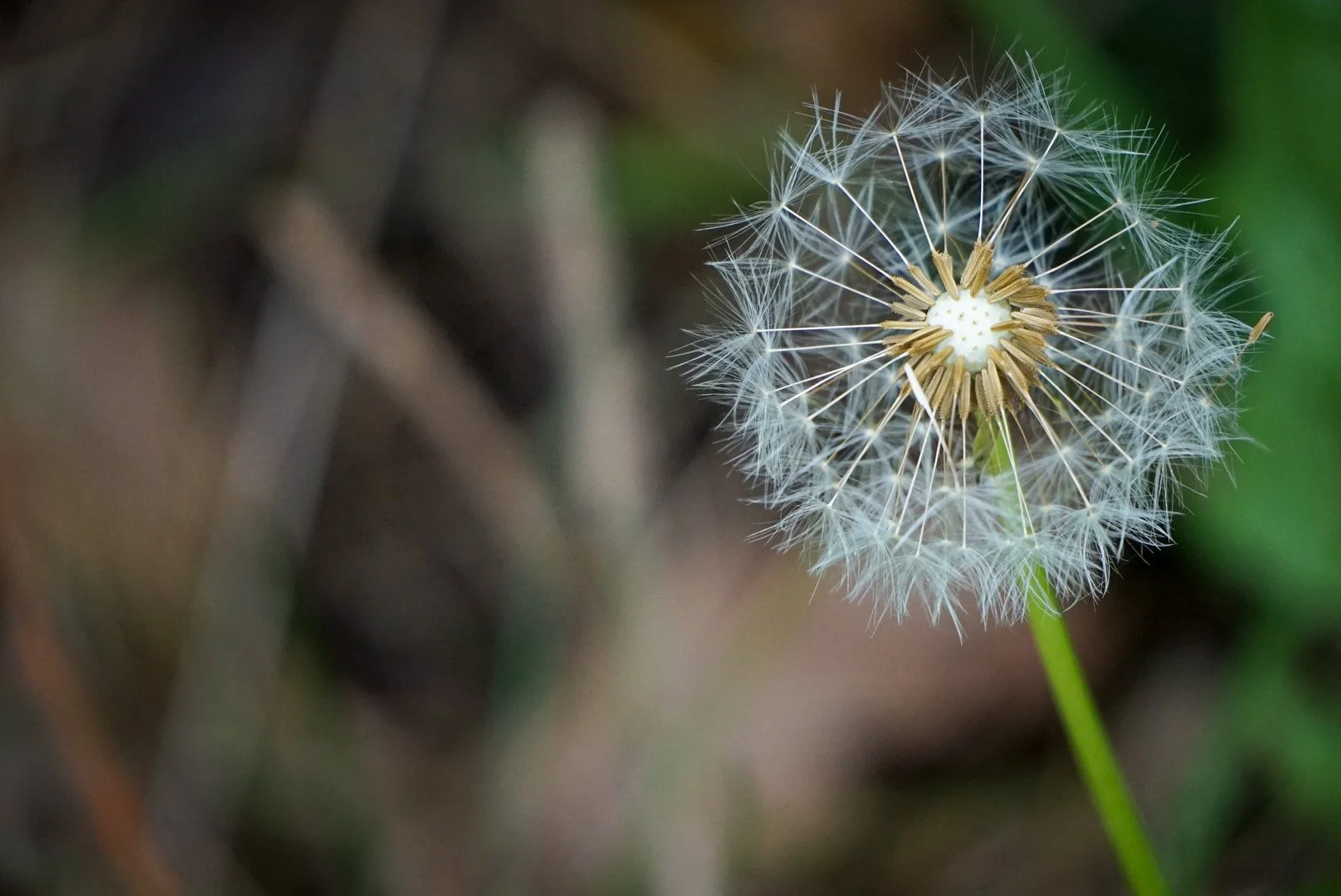 Dandelion Clock.jpg