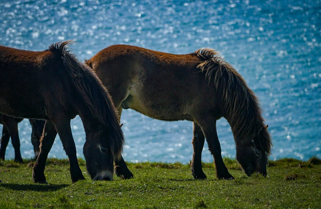 Ponies by the sea.jpg