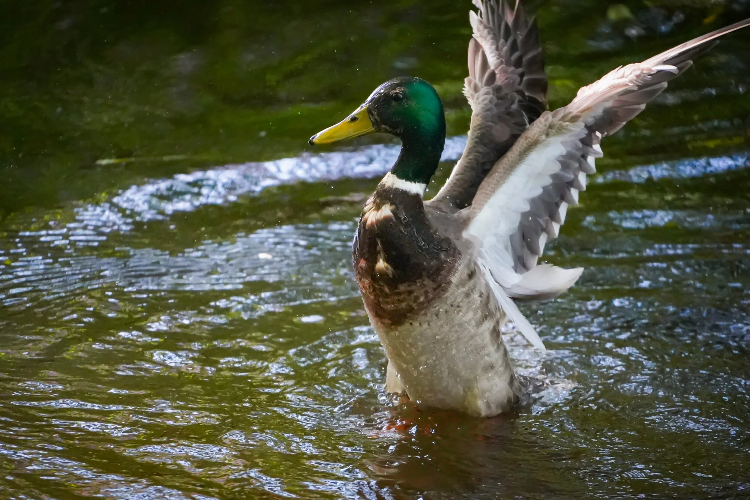 The majestic flap.jpg