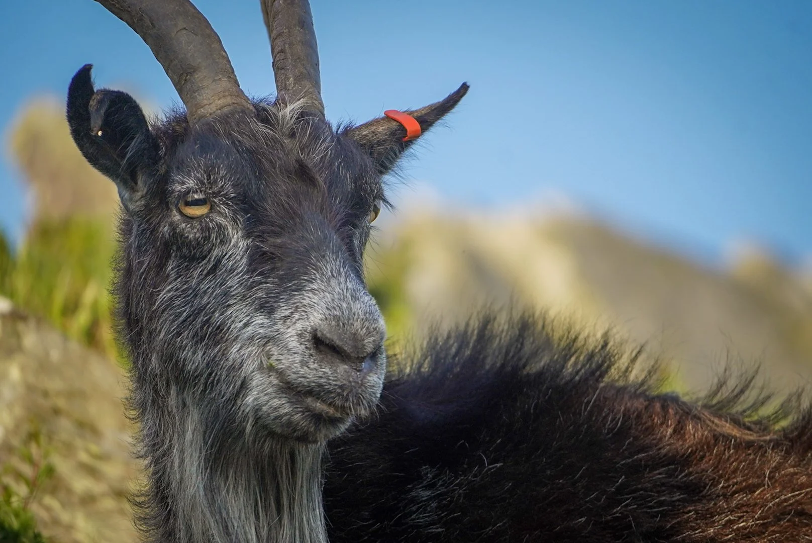 Wise Goat.jpg