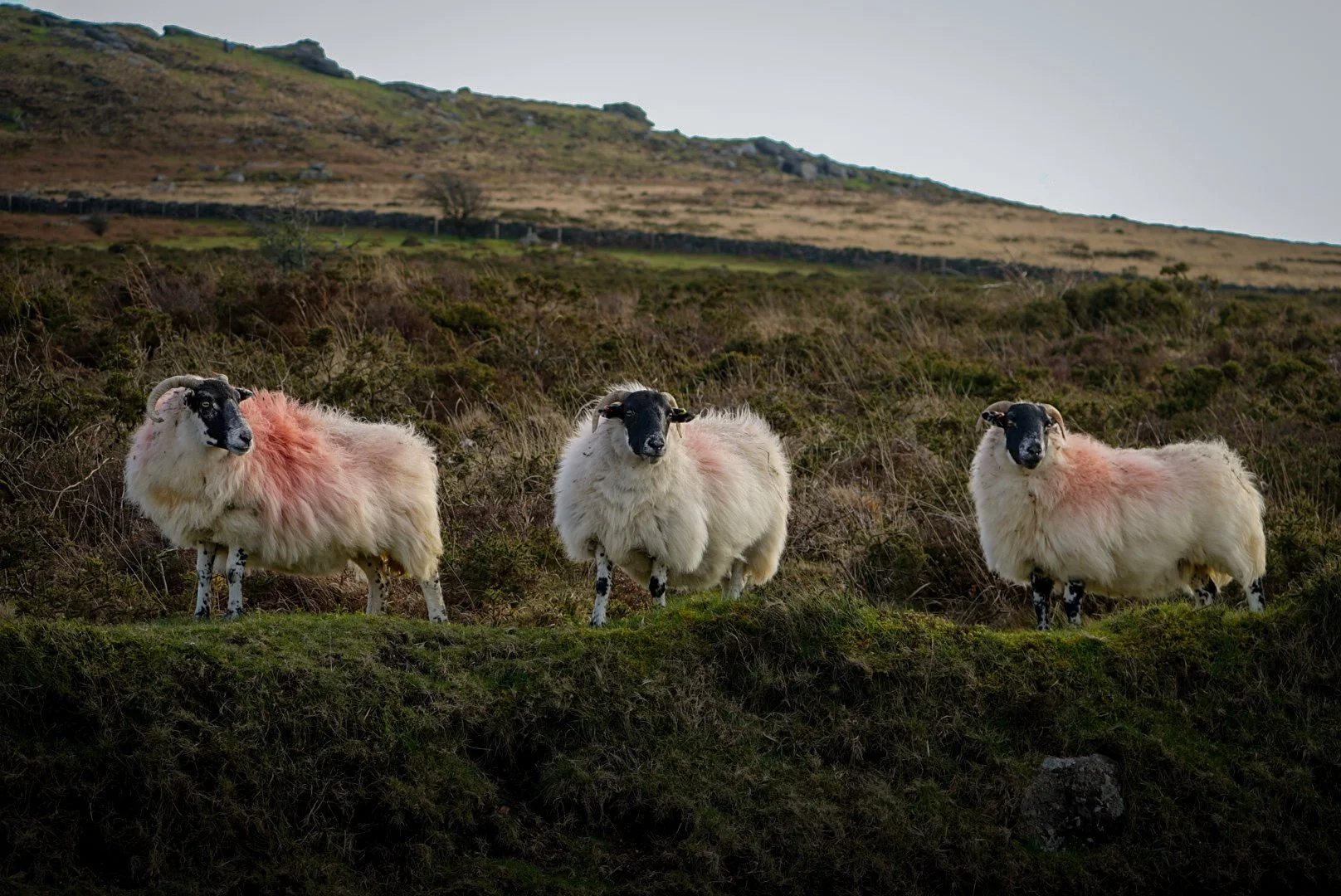 The three sheep.jpg