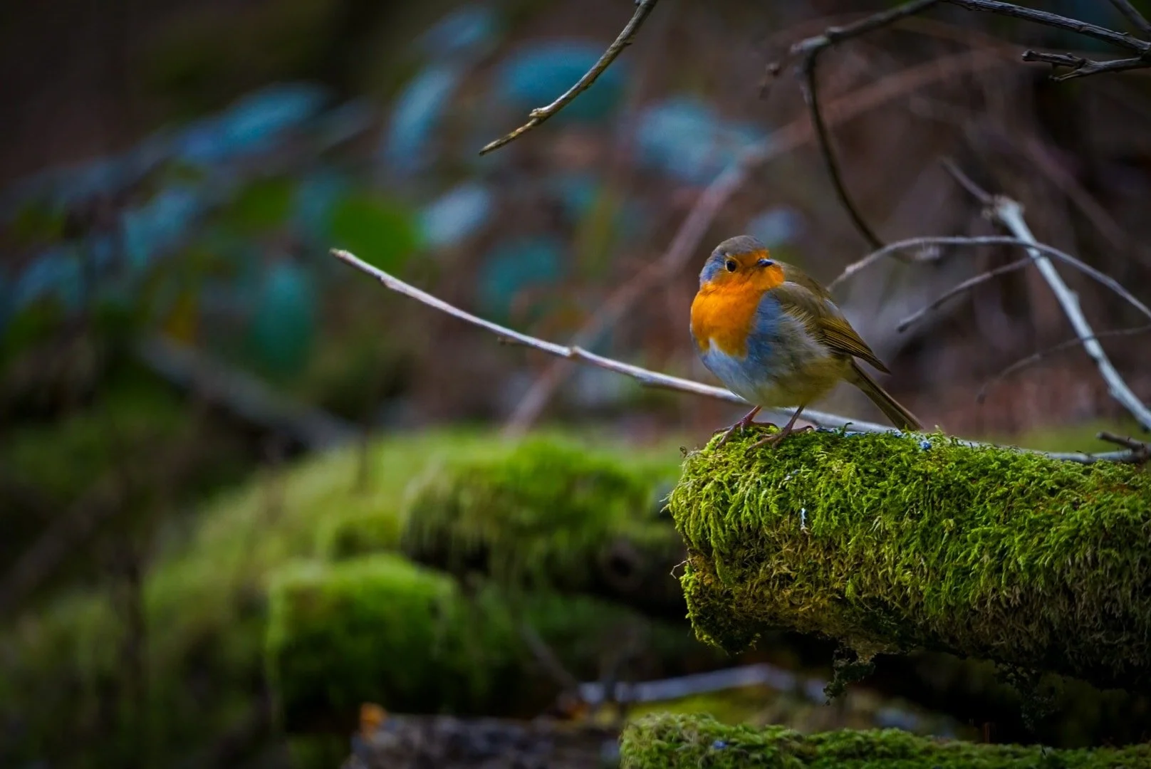 Mossy Robin.jpg