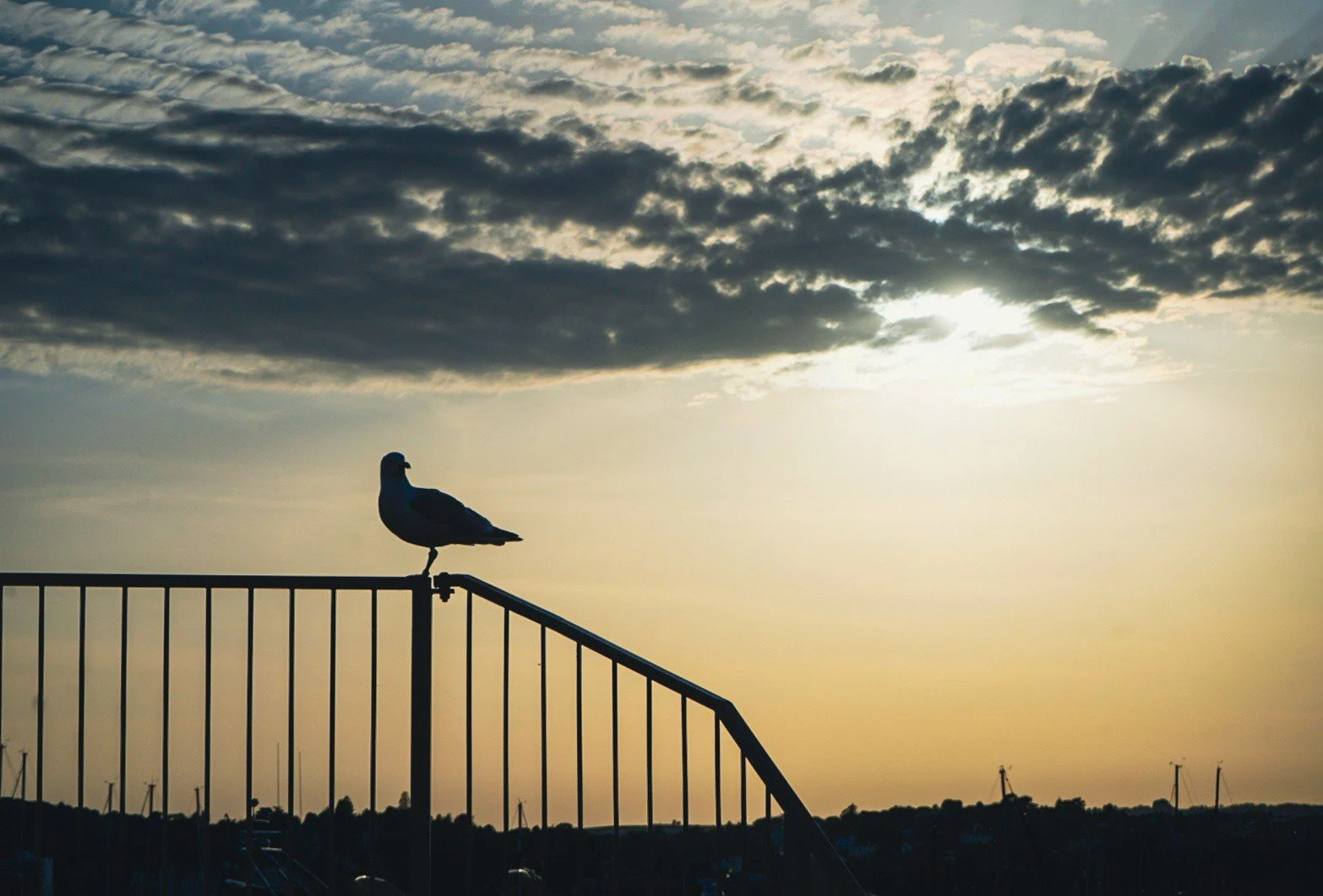 Gull at Sunset.jpg