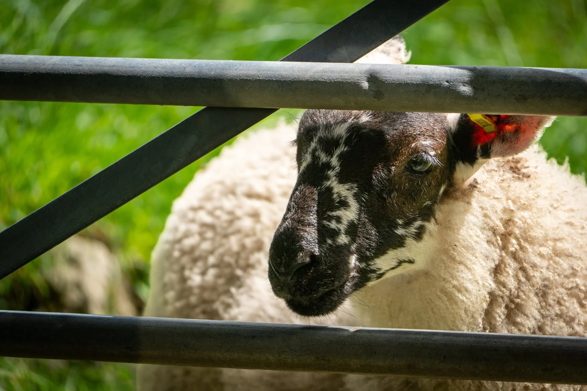 Sheep in the gate.jpg