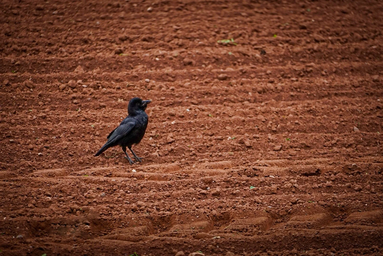 Lonley crow.jpg