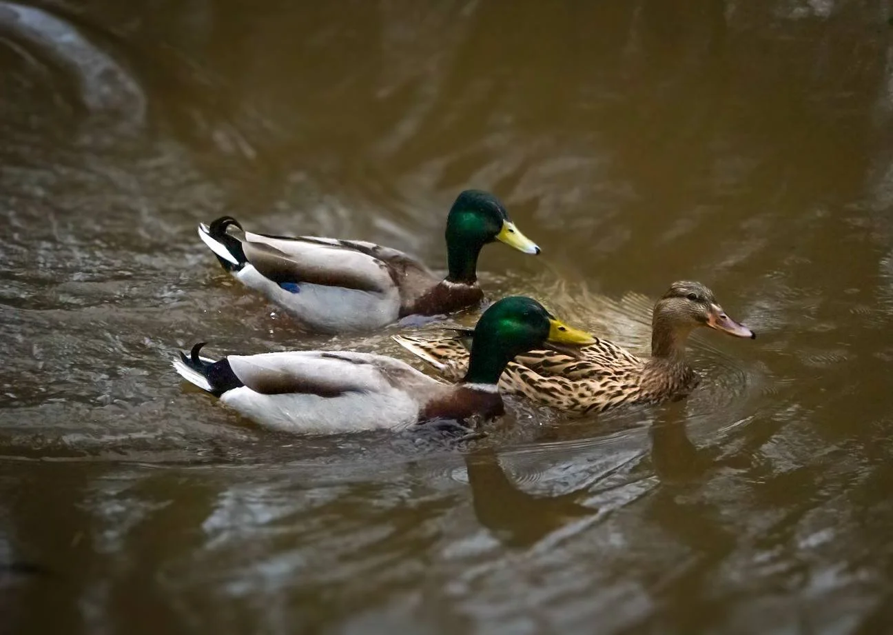 Duck Trio.jpg