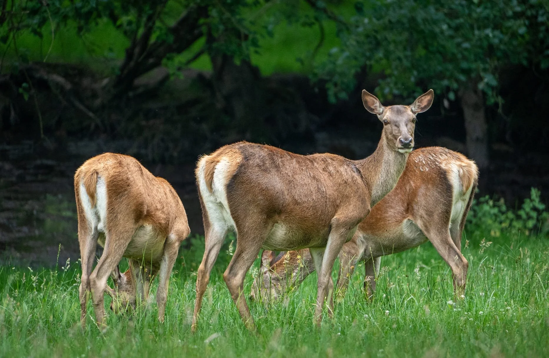 Doe on guard.jpeg