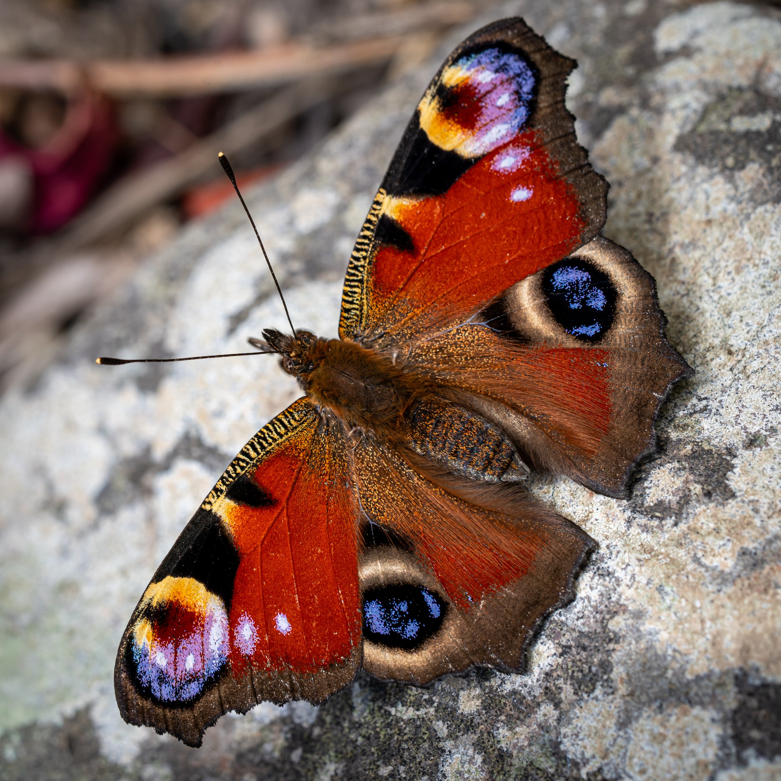 Peacock