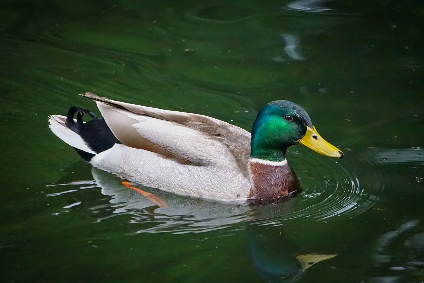 Duck at the canal.jpg