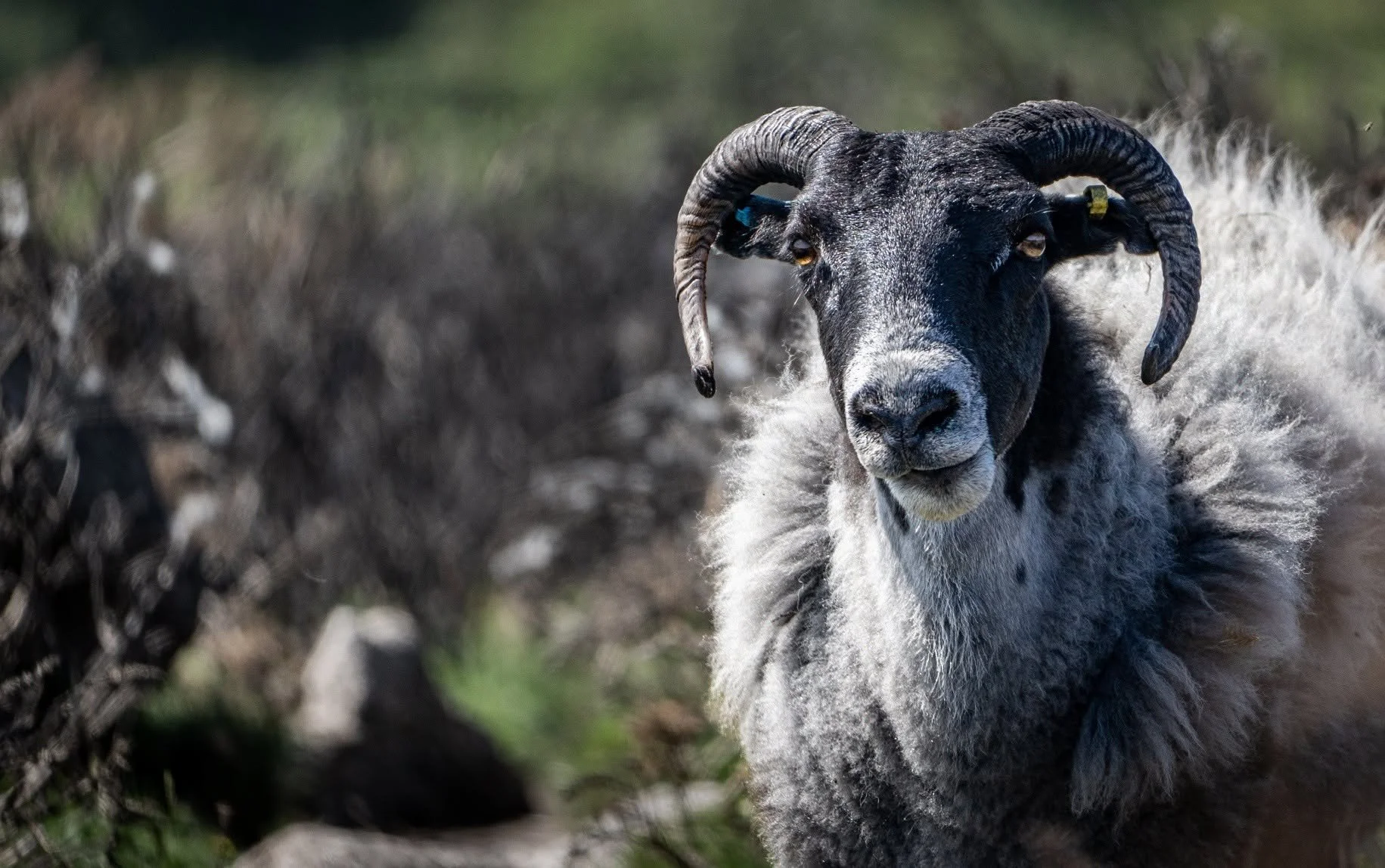 Ashen Sheep.jpg